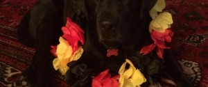 One fan of Germany’s World Cup win