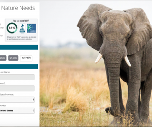 wwf donation page
